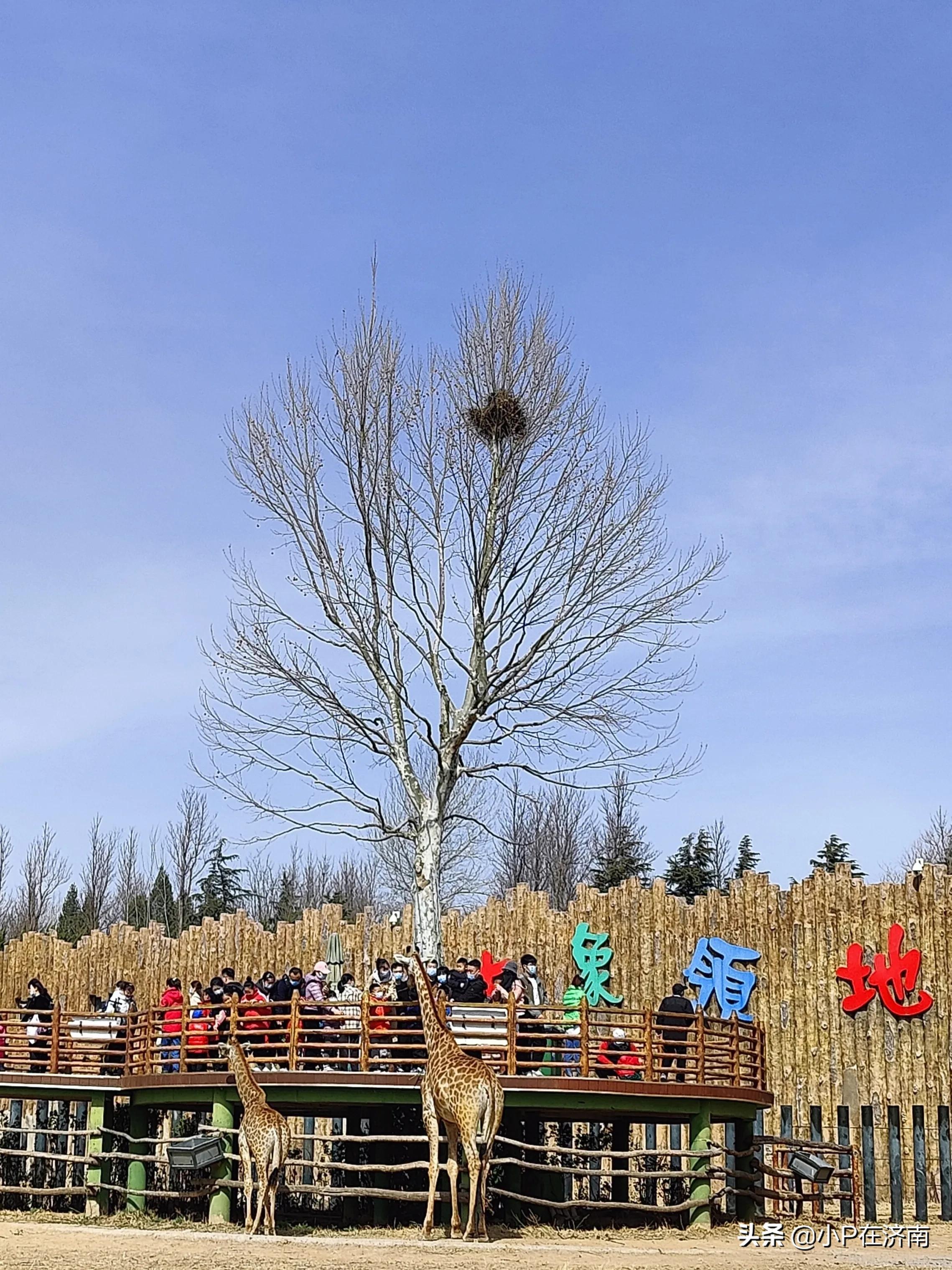 何为野生动物园,成都野生动物园