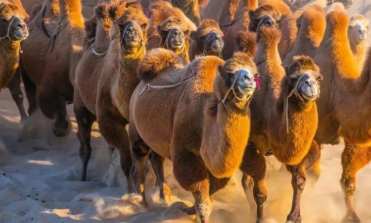 骆驼为什么能吃荆棘和仙人掌,骆驼沙漠之王