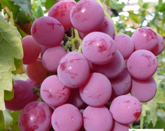 葡萄能叫提子吗,葡萄和提子有什么区别