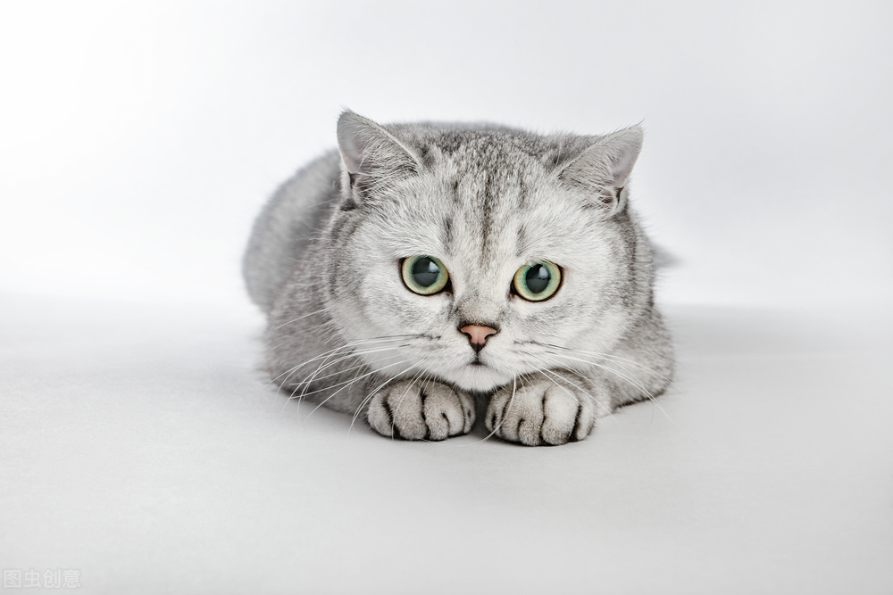 维生素能增强猫咪免疫力吗,增强猫咪免疫力的营养品