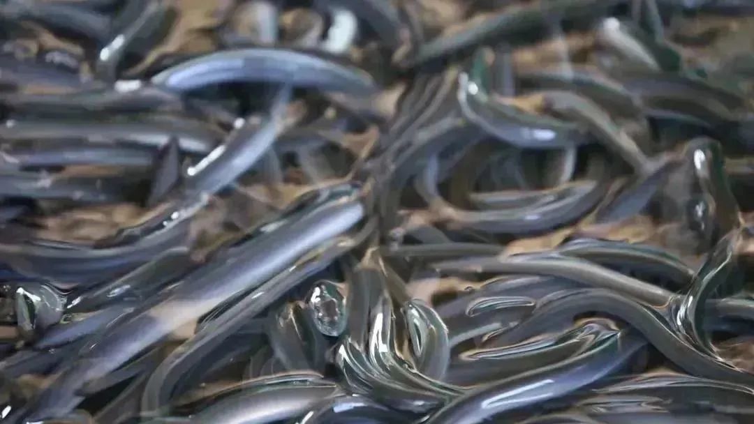 福建天马科技集团一年营收,福建天马科技集团最新消息