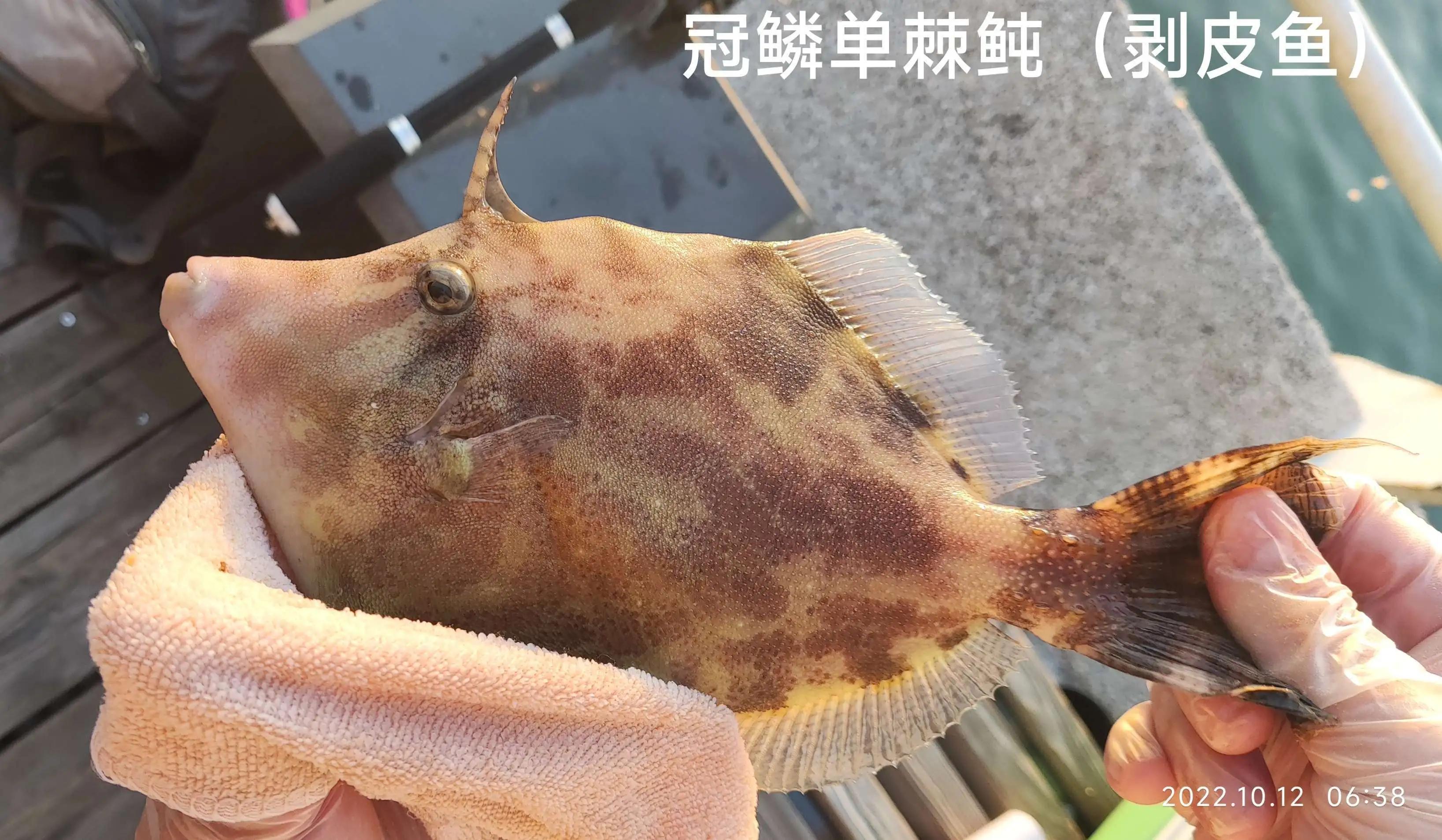 20种常见海鱼,十大常见野生海鱼