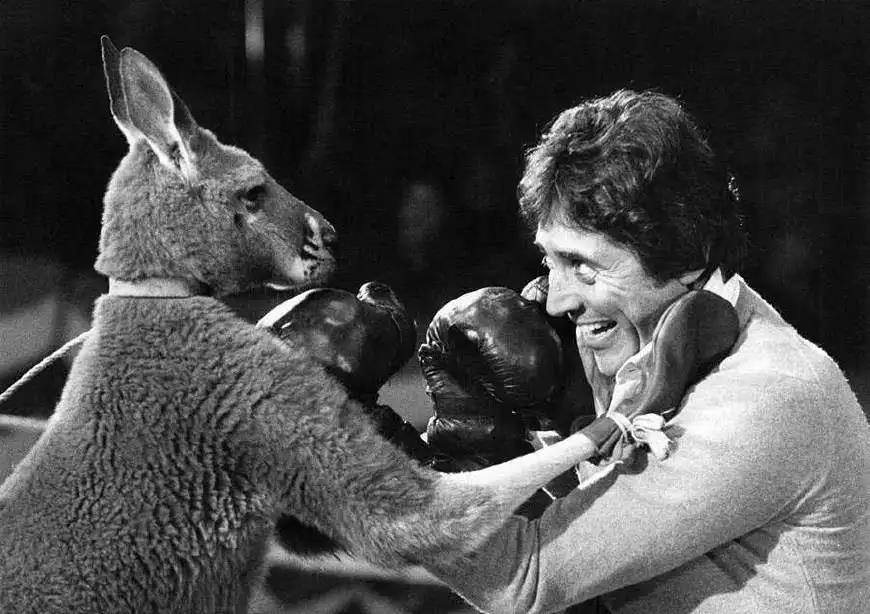 袋鼠为什么被澳大利亚人保护,袋鼠是澳大利亚国宝为什么要吃它