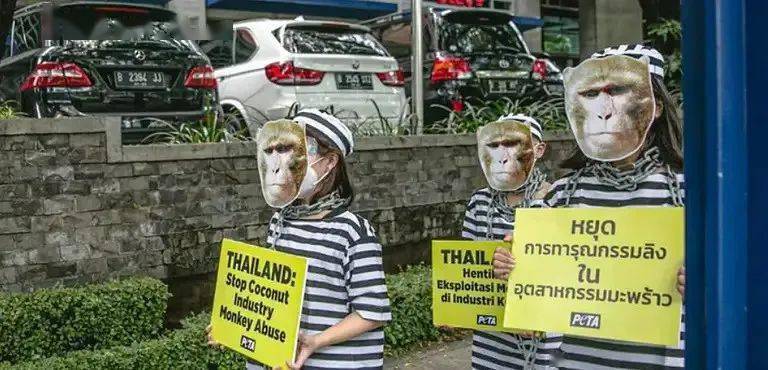 英国反对泰国用猴子摘椰子,泰国人逼迫猴子摘椰子