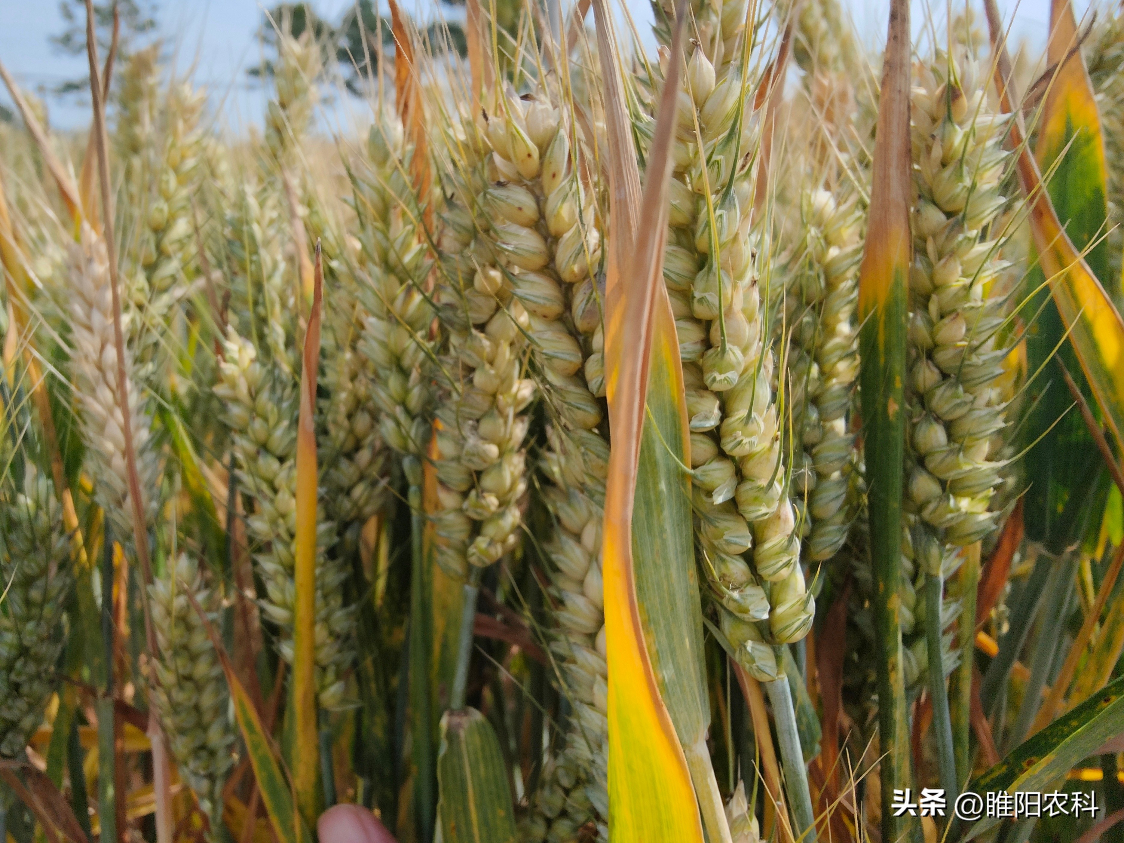 2023年适合河南种植的小麦品种,2024河南小麦品种排行榜前十名