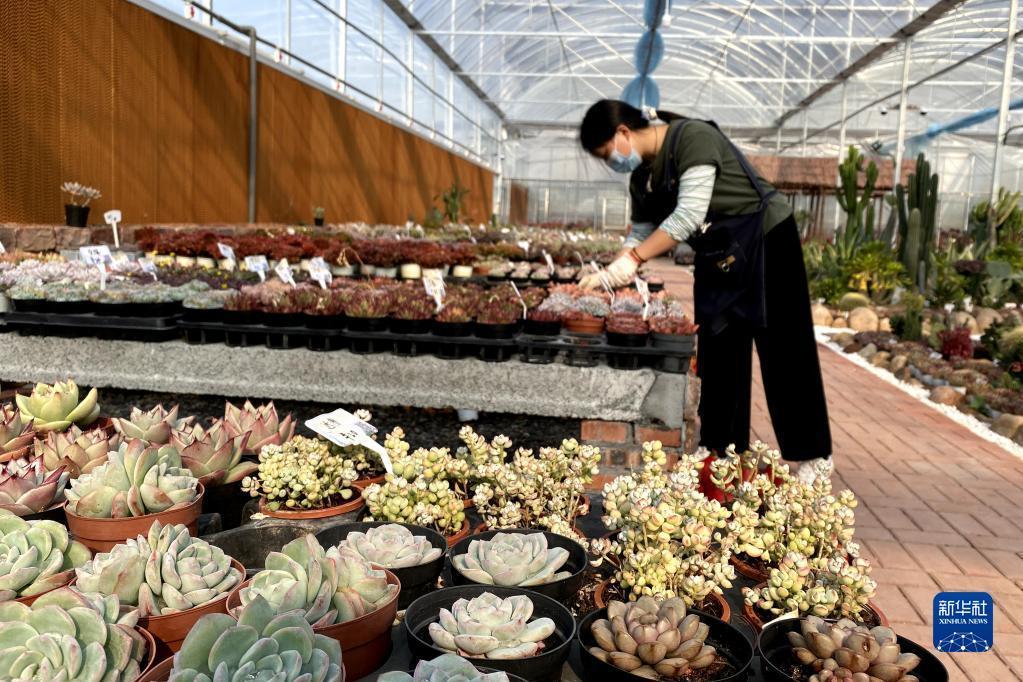 长沙市跳马镇苗木大市场,从乡村建设到乡村振兴