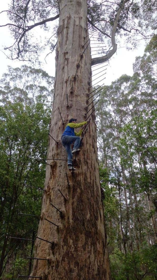 一棵树就是一道风景,一棵树就是一座岛