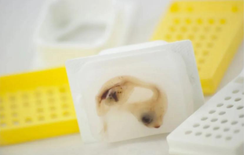 石蜡切片和防脱切片,石蜡包埋组织可以提取rna吗