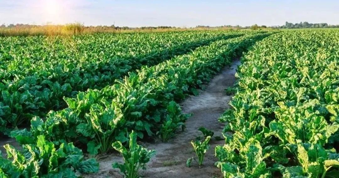 普通人怎么把握乡村振兴的机会,乡村振兴是下一个创业风口