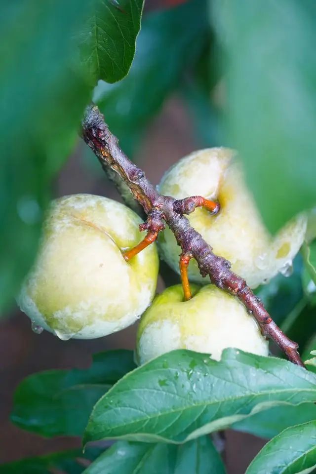 又到了吃三华李的季节,夏天就要吃酸酸甜甜的三华李