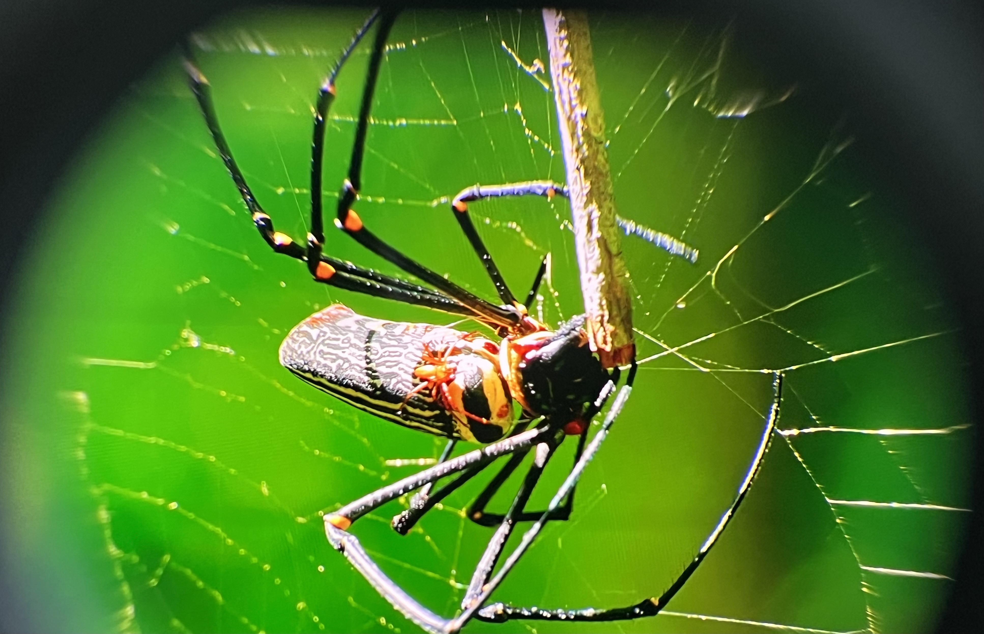 IMAX巨幕“上头”是什么体验？-GOOVISG3MAX带你打开新视界。