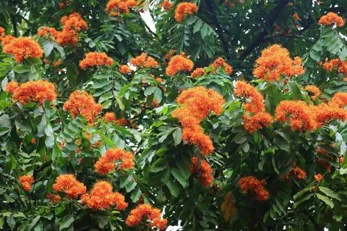 佛教四大圣树介绍,佛教“四圣树”之一