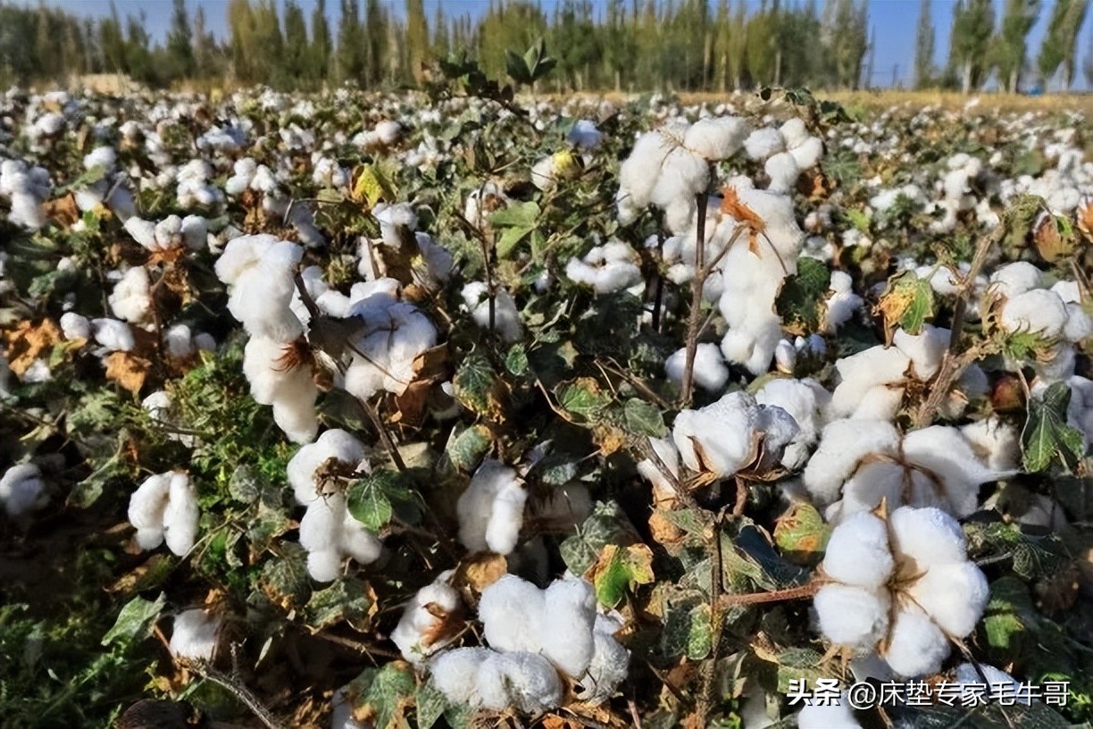 为什么酒店床垫比普通床垫舒服 (星级酒店的床垫和正常床垫的区别)