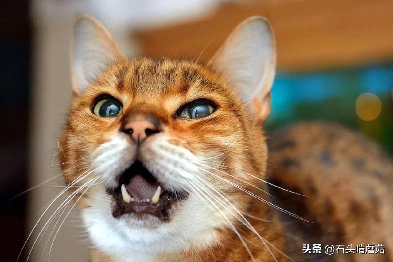 早上猫咪一直绕着你叫,猫咪一直叫是怎么回事