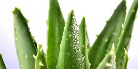 冬季单株芦荟发黄变软会死掉吗,芦荟叶子发黄干瘪枯萎可以剪掉吗