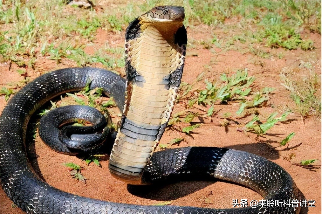 平头哥蜜獾大战眼镜王蛇,蜜獾能免疫眼镜王蛇的毒吗