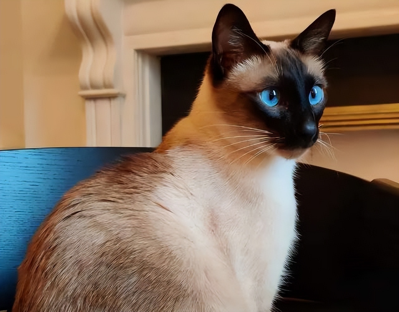 最受欢迎的猫咪十大排名,盘点目前五种最受欢迎的猫咪