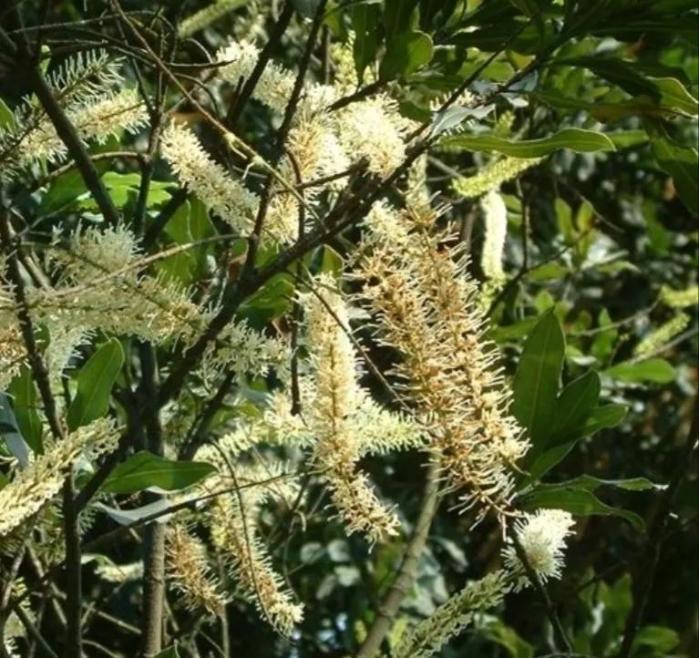 夏威夷果为什么吃着有奶香味,夏威夷果是澳大利亚的吗