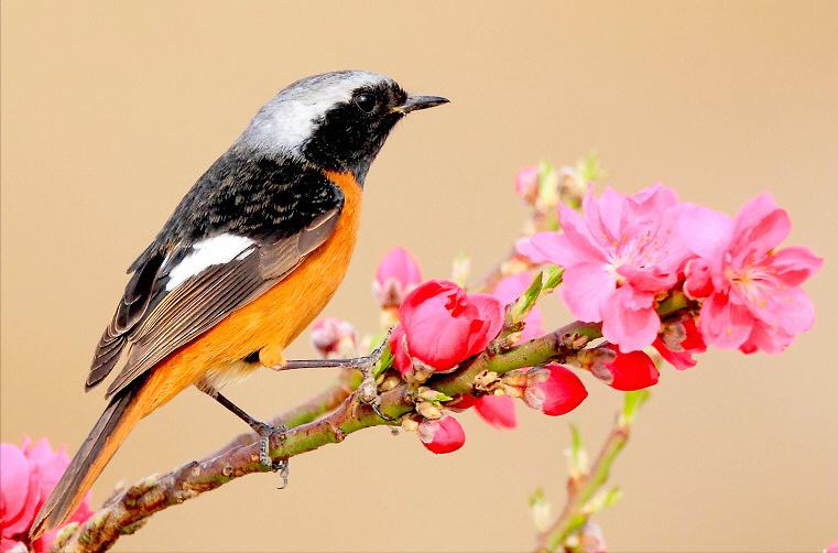 鸟儿大全高清图,高清珍稀鸟动态图片大全