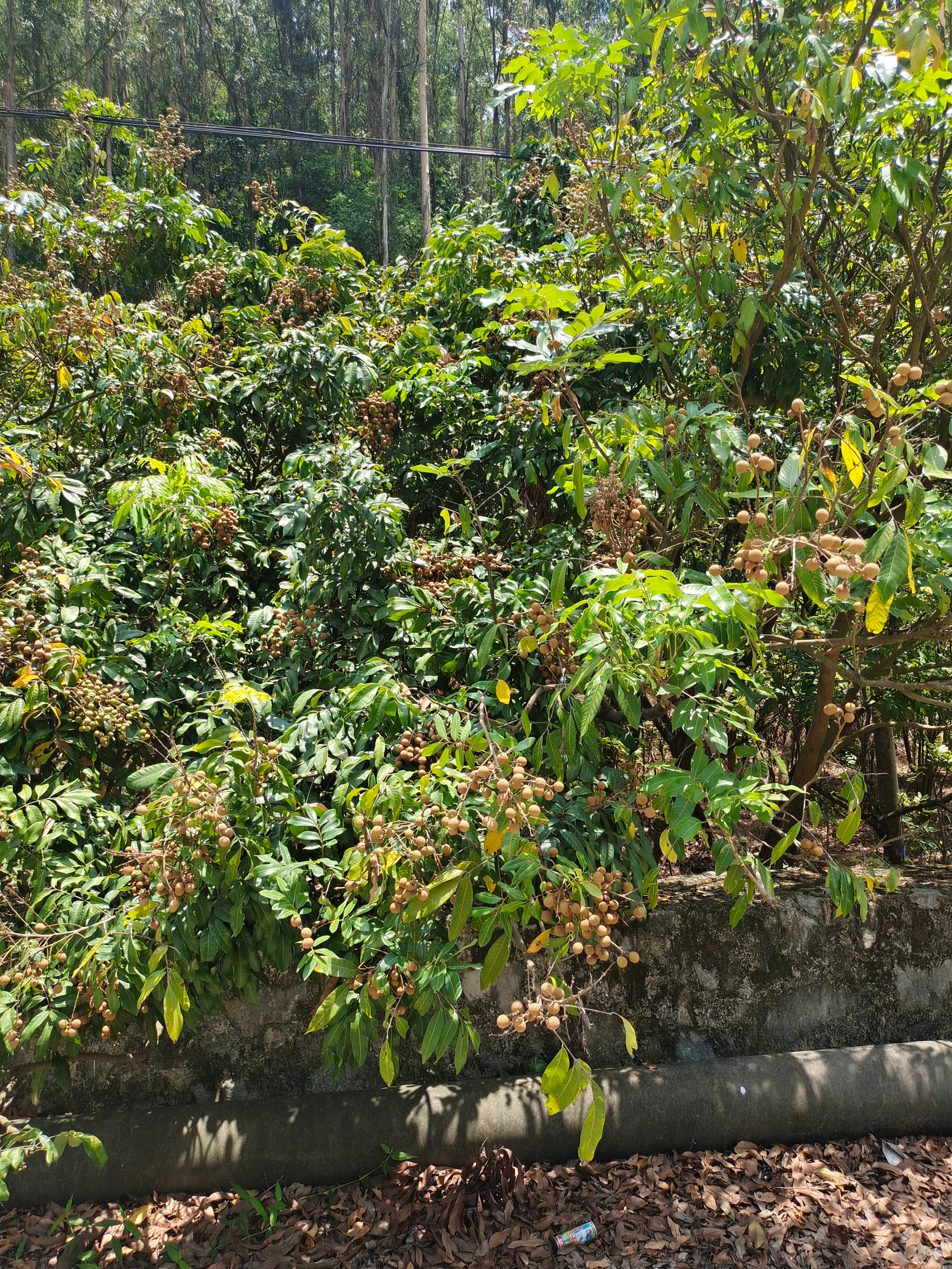 广州黄埔油麻山徒步路线图,广州天坑山徒步