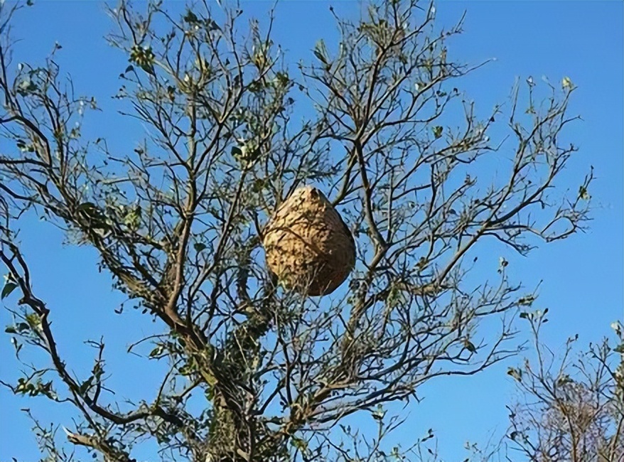 被野蜂蜇死有人赔偿吗,被蜂蜇死同行担责任