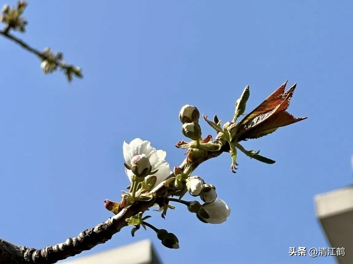 樱桃好吃树难栽完整故事,樱桃好吃树难栽家常版完整版