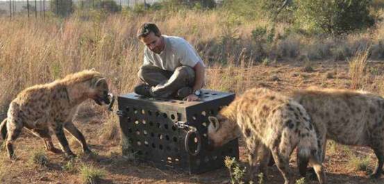 非洲爆发“人狗大战”,斑鬣狗组团袭击人类,为什么要报复我们?
