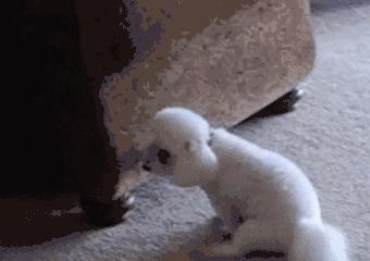 狗狗大便里有白色长条的虫怎么办,狗狗肚子有虫的症状表现