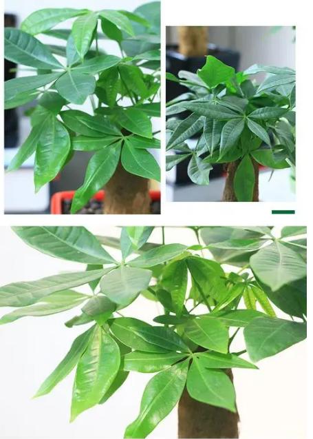 卧室养什么绿植能产生负氧离子,家里放多少绿植负氧离子多