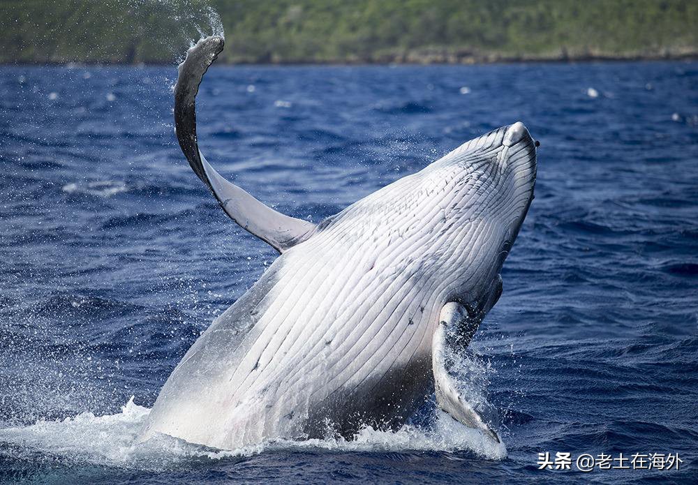 汤加面临的是火山喷发还是海啸,汤加火山爆发汤加还好吗