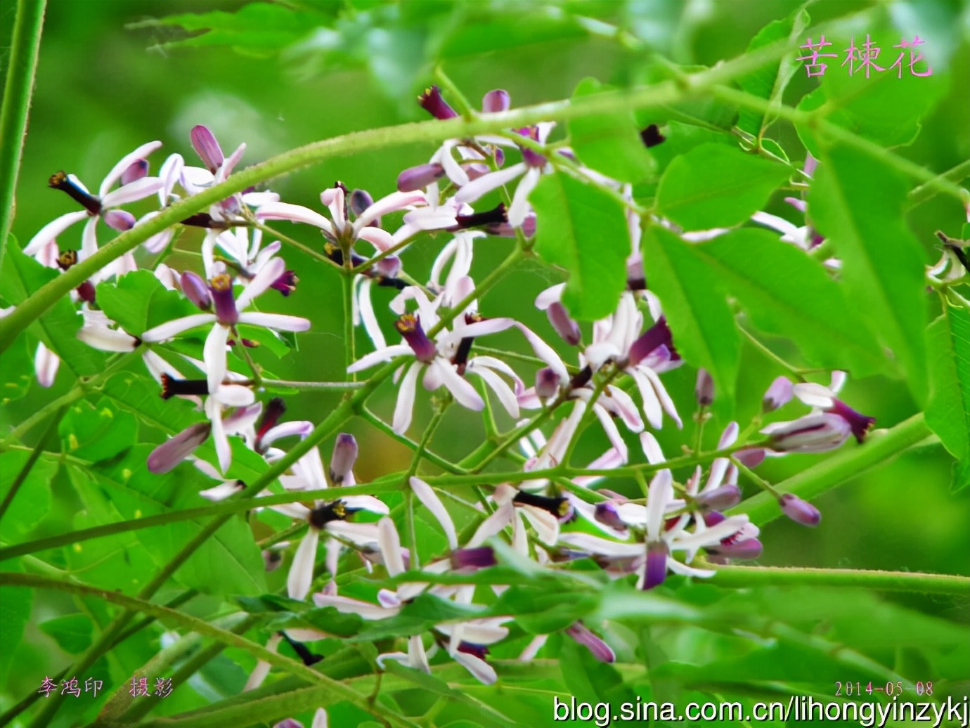 苦楝树，优良的园林绿化树