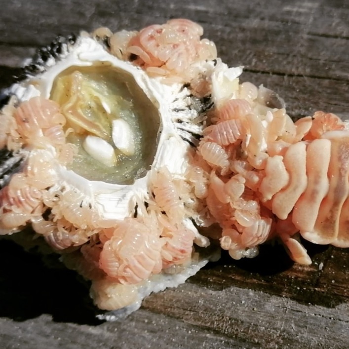 身上虱子太多，灰鲸无奈找人类帮忙，墨西哥船长秒变“搓澡工”！