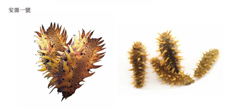 海参苗养殖第一的「安源种业」三闯港交所，种子安全重要堪比芯片