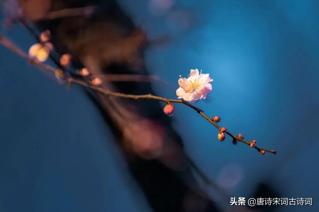 梅花怎样的最好看,梅花好看吗