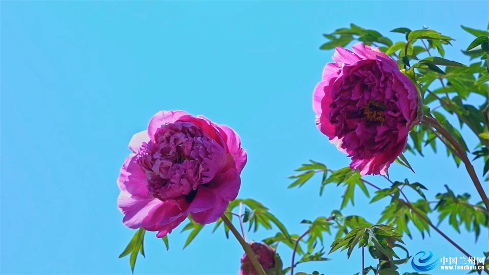 榆中县和平镇范家营村千亩牡丹次第盛开“鲜花经济”为乡村振兴锦上添“花”