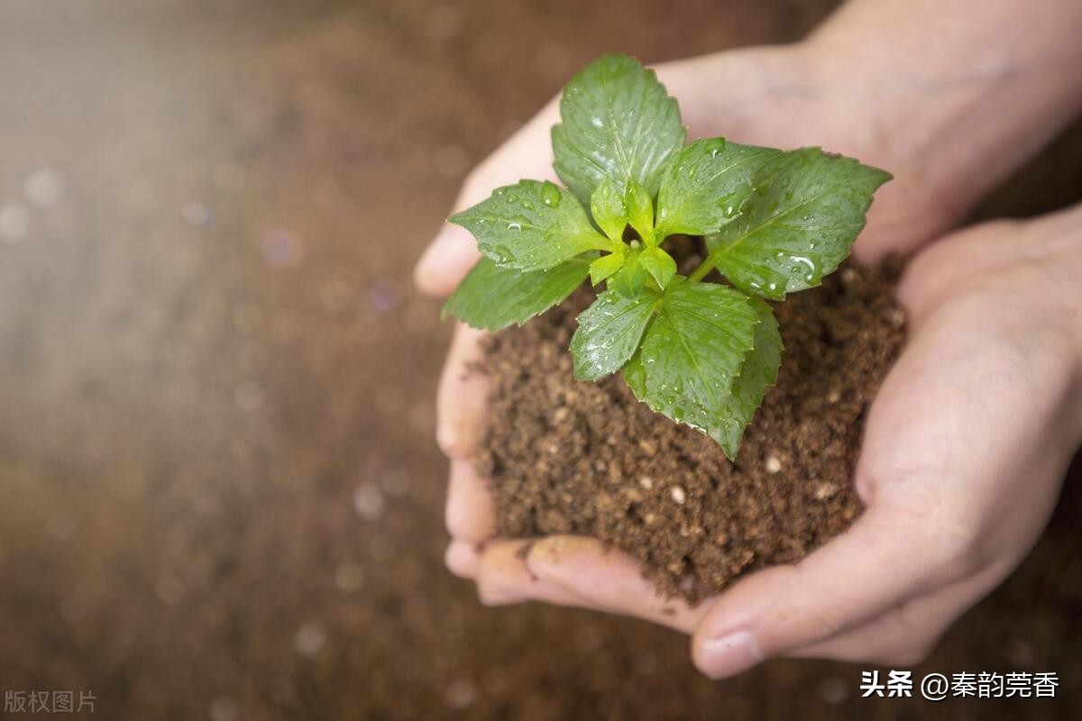 拼多多购物要注意哪些事项,现在拼多多购物必看10条经验