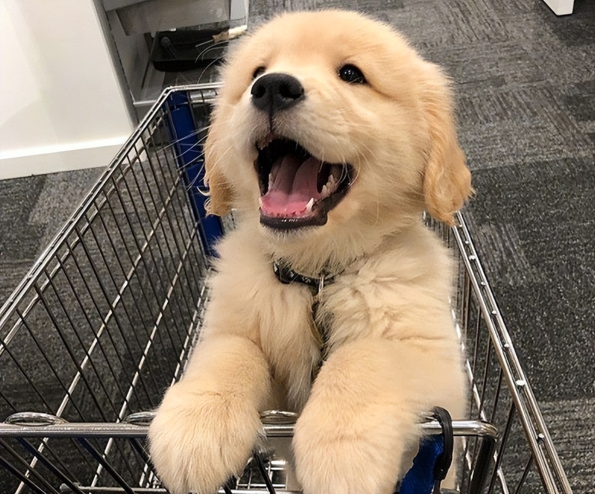 养金毛养什么性别,养金毛它会怎么认主