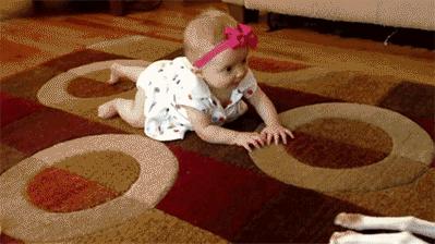 哪种狗聪明智商高,不要小看了狗狗的智商