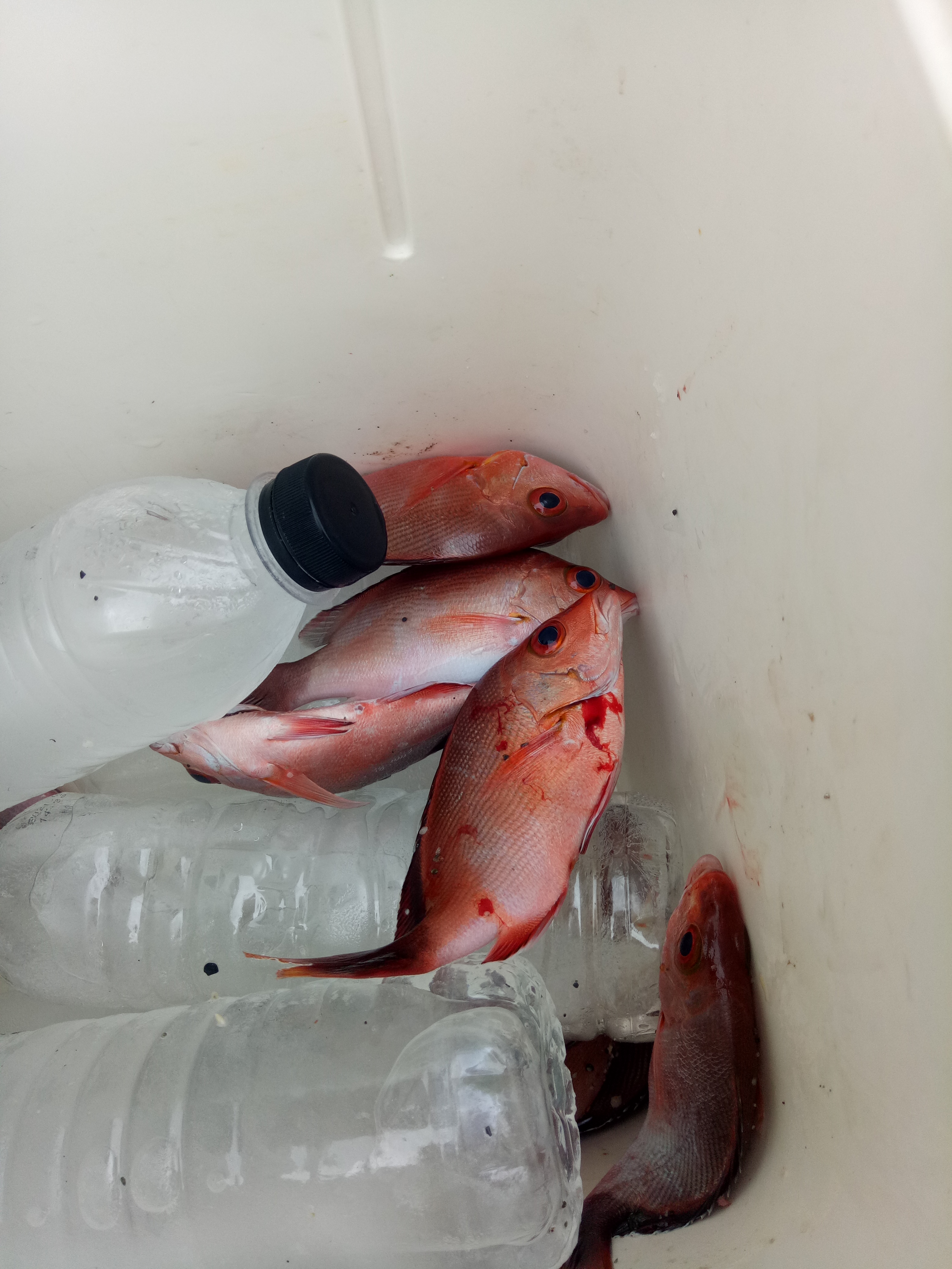 海钓花莲,花莲海钓视频全集