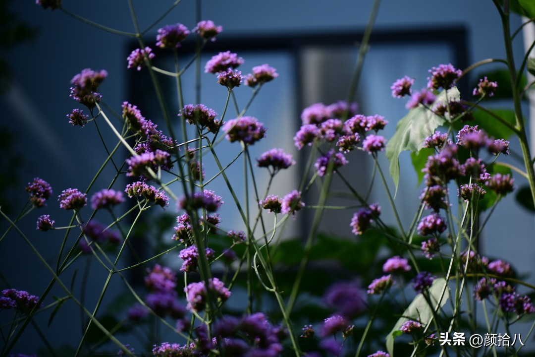 流放到菜地的花儿们，尽情绽放吧，不管在哪里｜园丁
