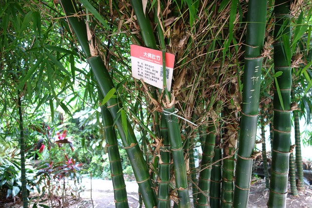 罗汉竹盆景,罗汉竹