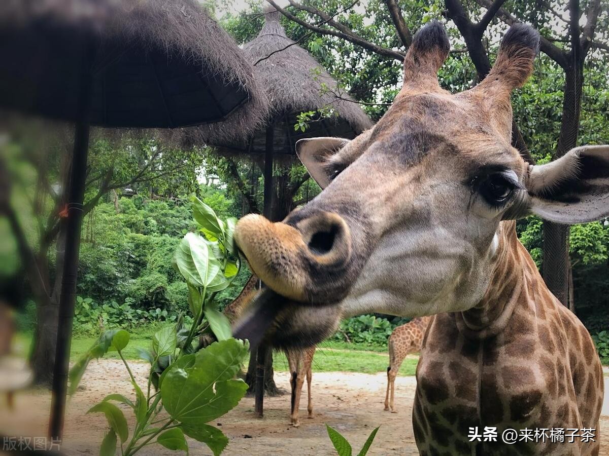 长鹿和长隆动物园哪个更适合幼儿,顺德长鹿与广州长隆动物园