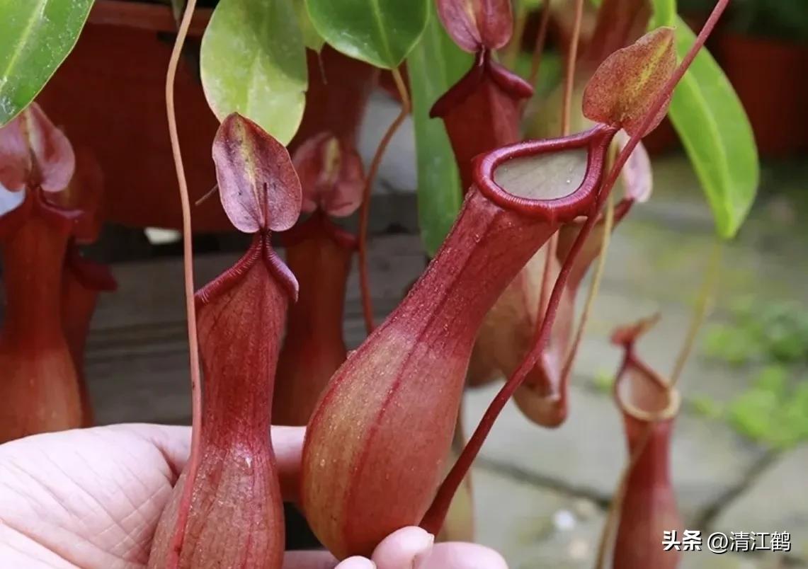 又好看又便宜的食虫植物,有什么推荐的食虫植物