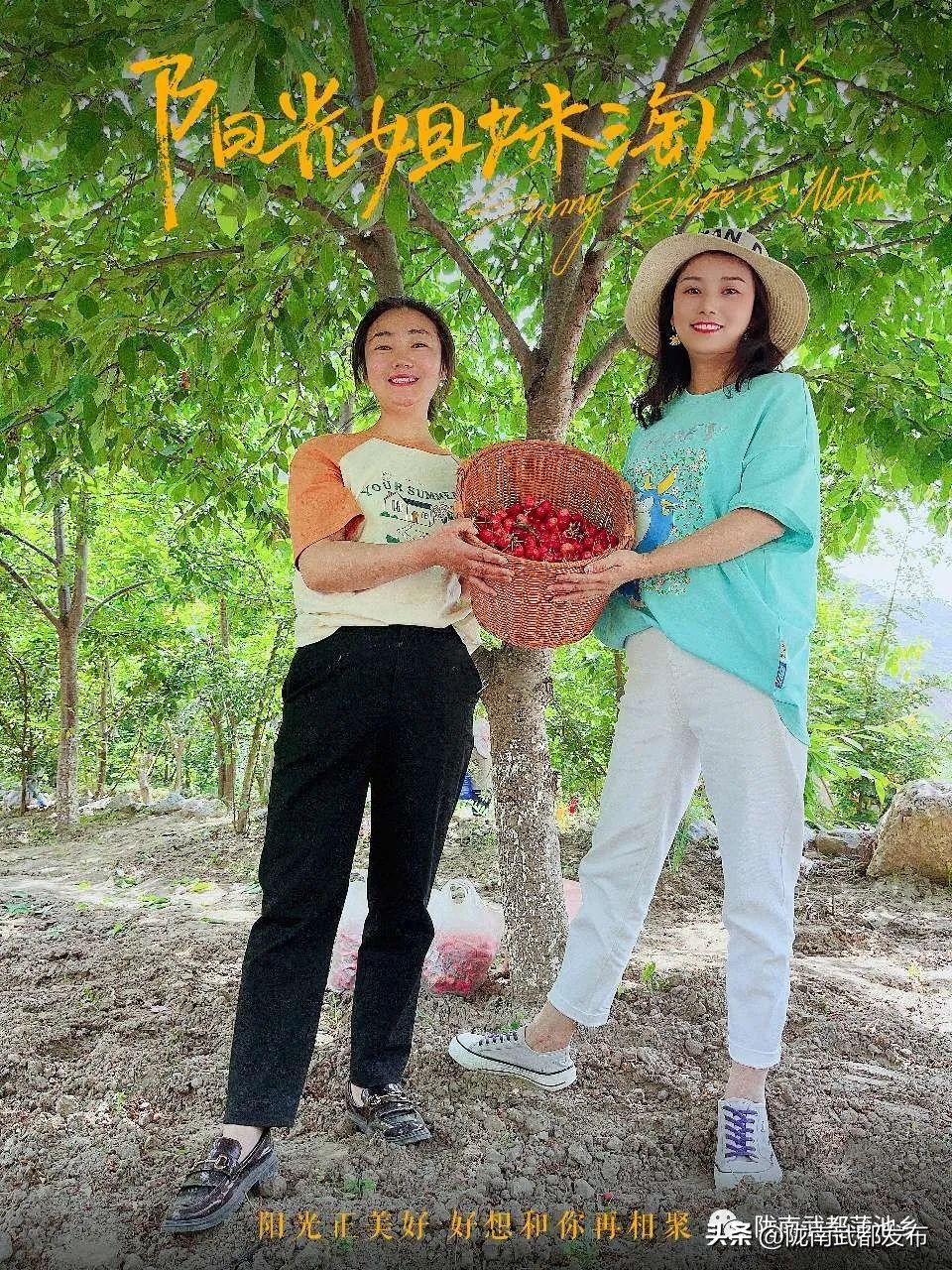 水磨镇车厘子采摘基地,朝阳镇采摘车厘子