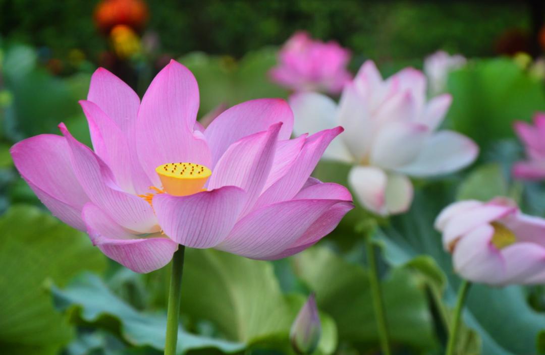 广州清远一日游必去景点,清远宝墩湖附近旅游攻略