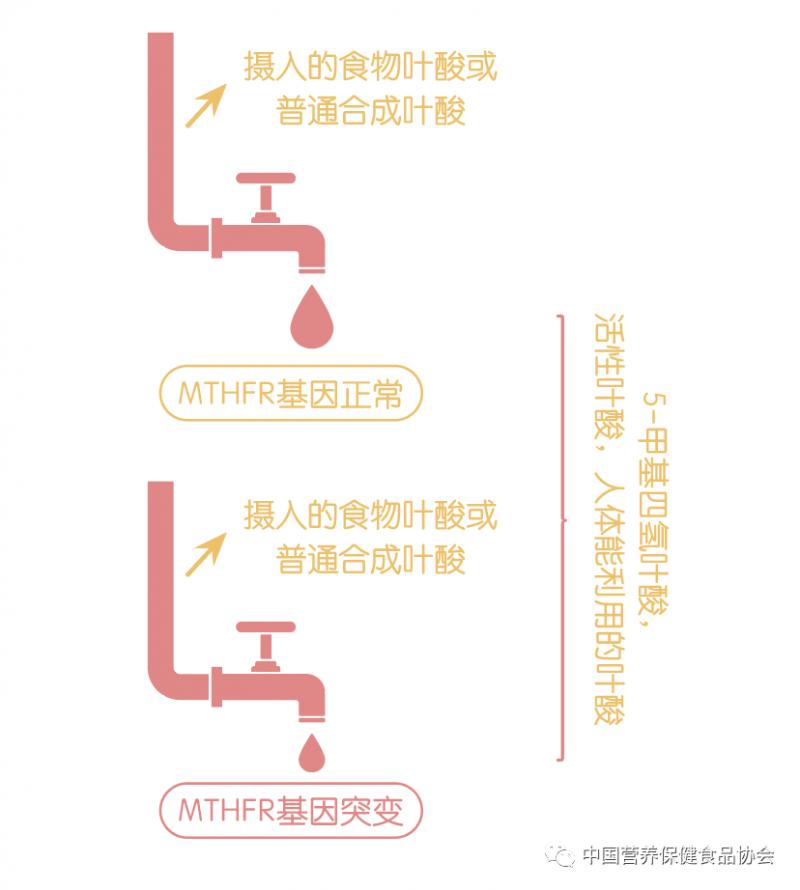 叶酸怎么选择好,叶酸那么多种备孕吃哪种