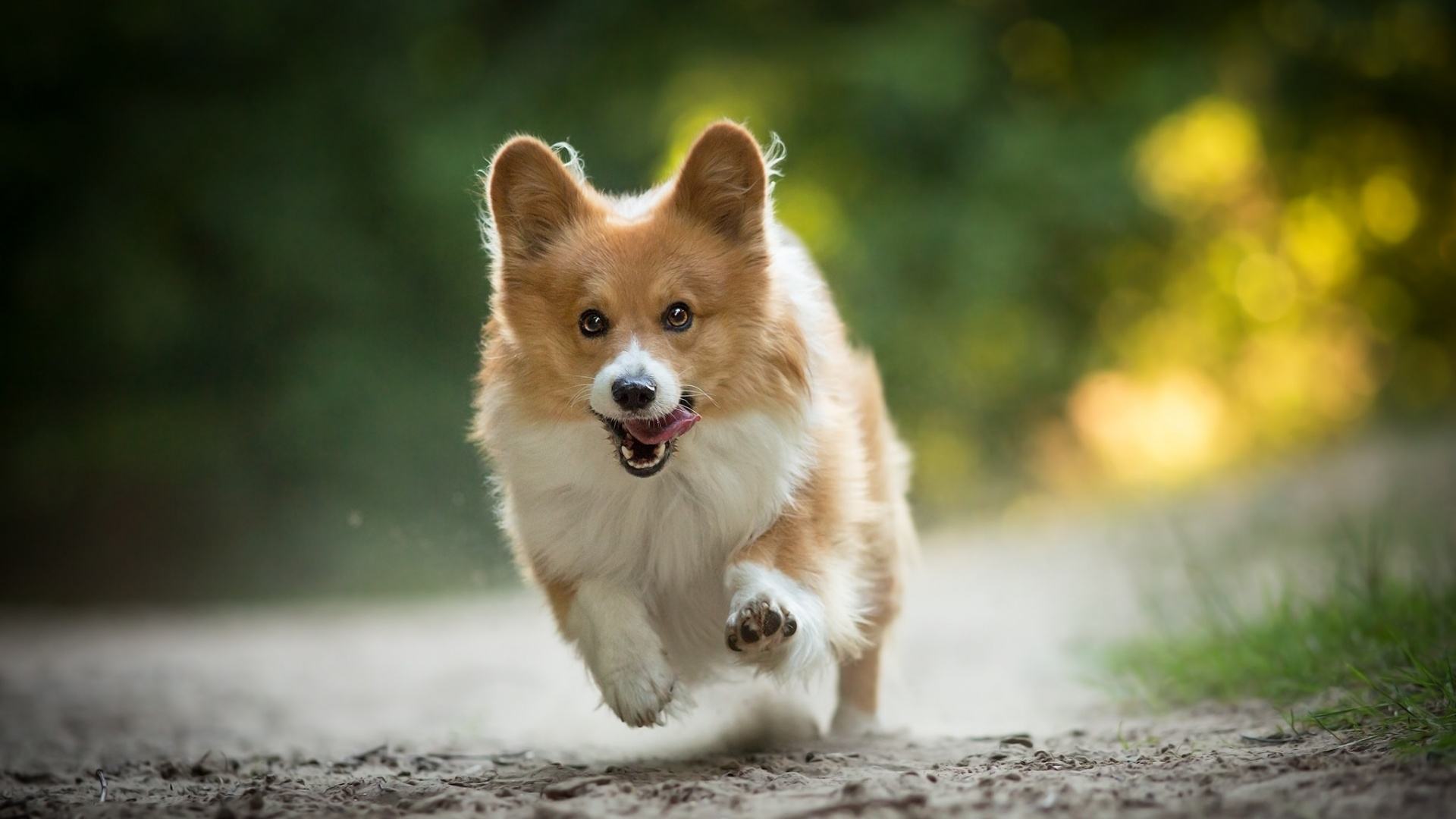 狗狗开始厌食是怎么了,狗狗厌食吃草