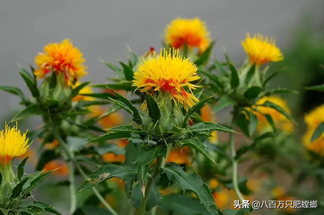 本命年红裤腰带是什么样子的,有本命年穿的红裤吗