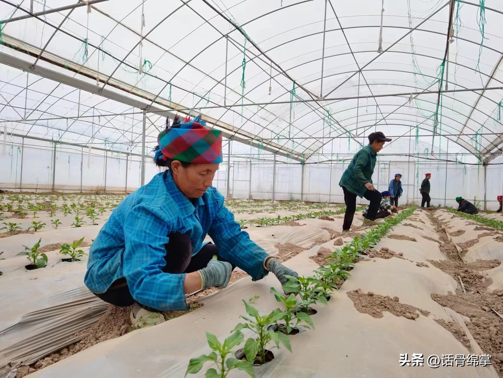 姹熸补骞虫鑱斿姩鍙戝睍,缁甸槼姹熸补鍗忓悓鍙戝睍