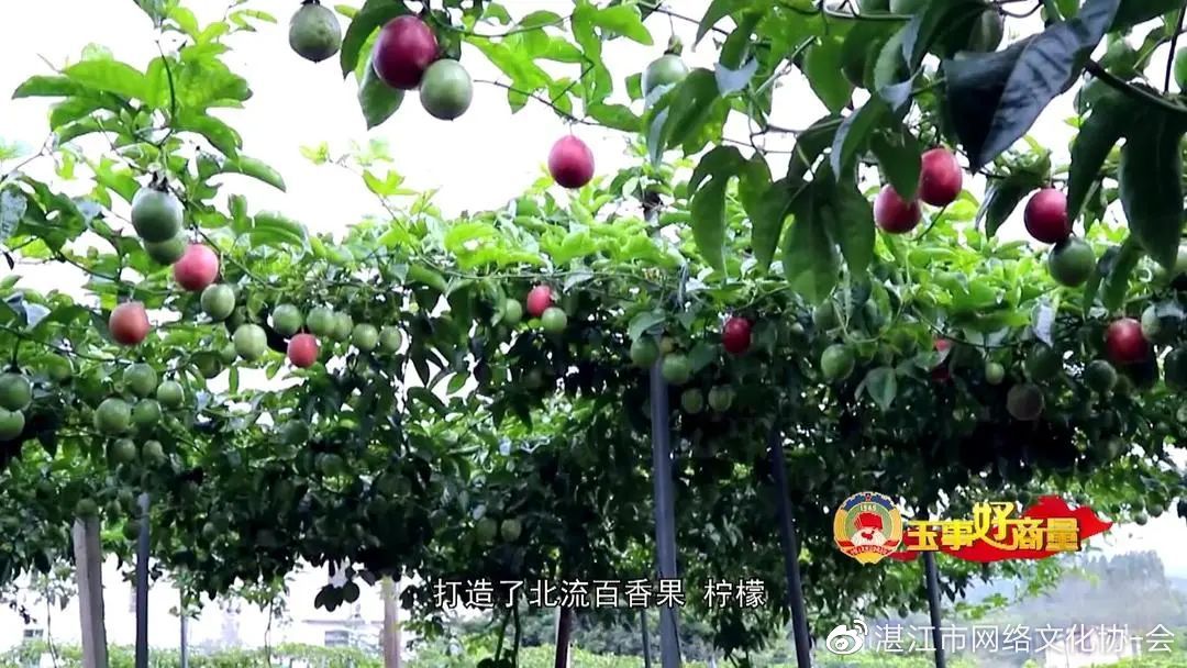 玉事好商量第5期,遇事好商量视频